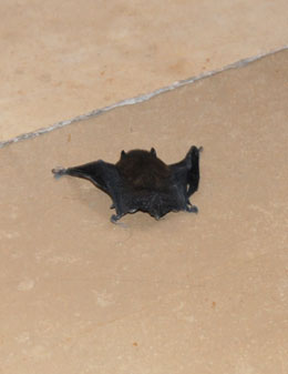 Fledermaus